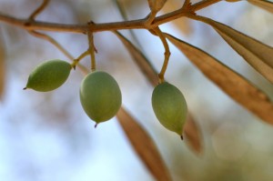 olive-tree-1326778-638x425