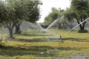 irrigation-of-olive-1622881